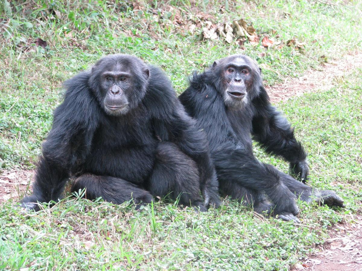 30-Year Chimp War Study Faces Extinction From NSF Cuts