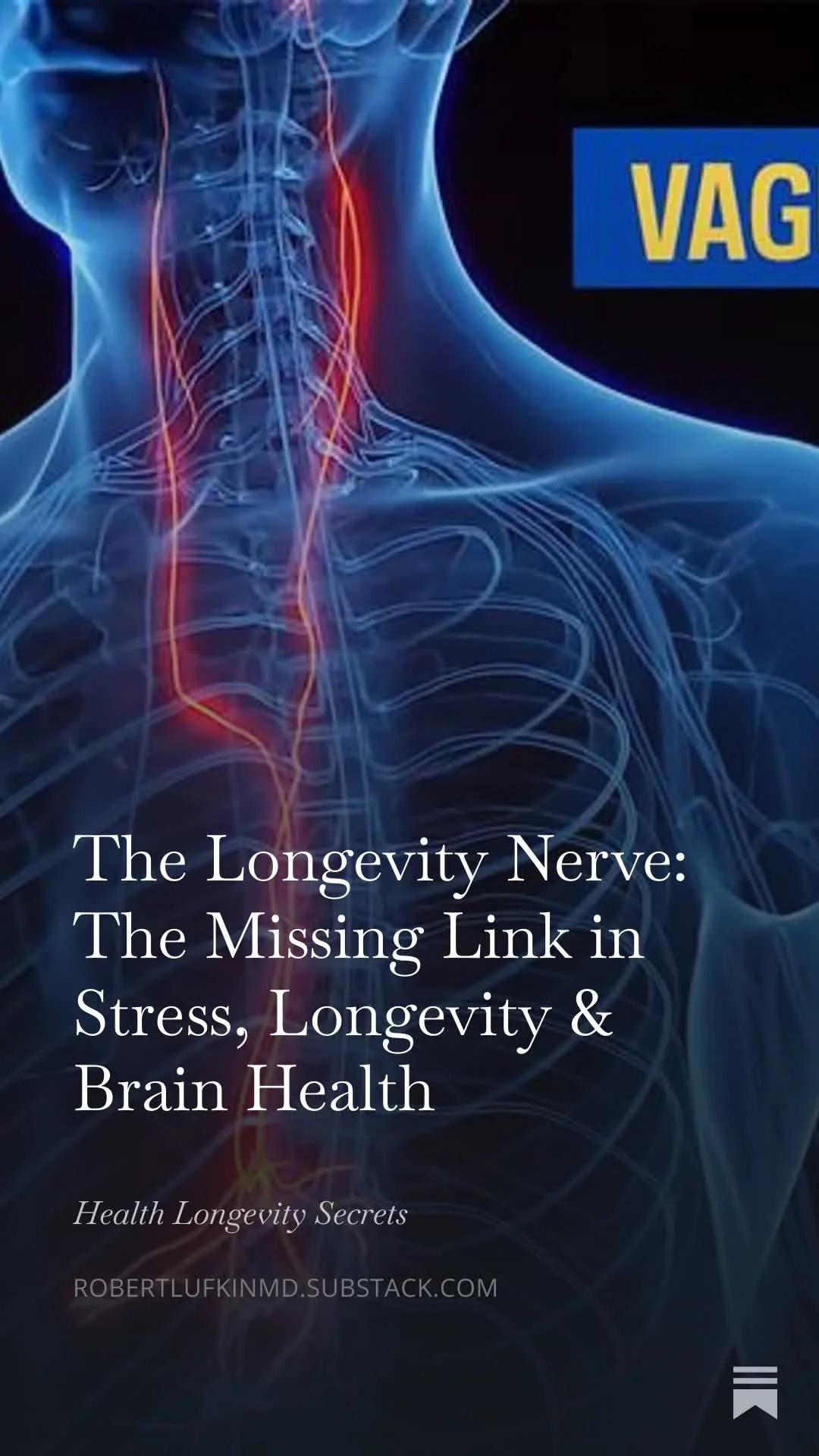 The Vagus Nerve: Your Body’s Hidden Lifespan Connector