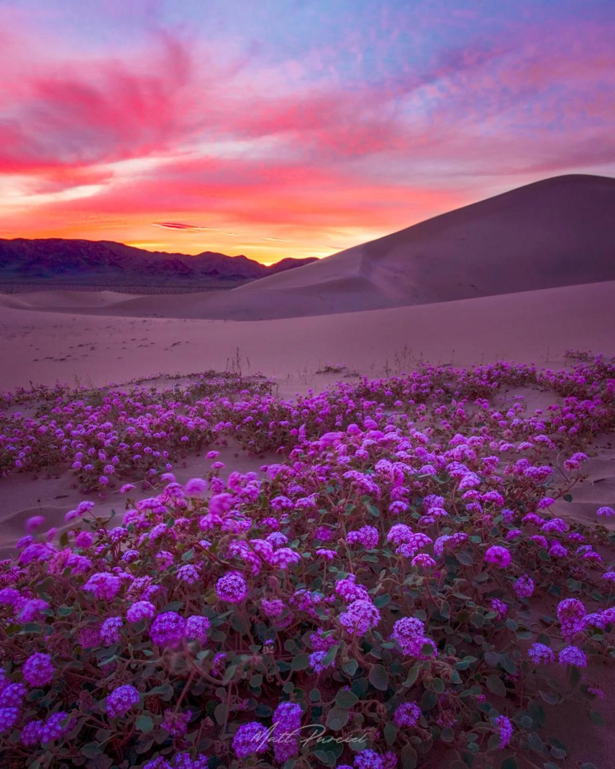 Death Valley’s Superbloom: Wildflowers, Cracks, Sunsets United