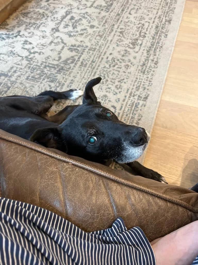 Dog Sitting Restores My Routine Amid Global Chaos