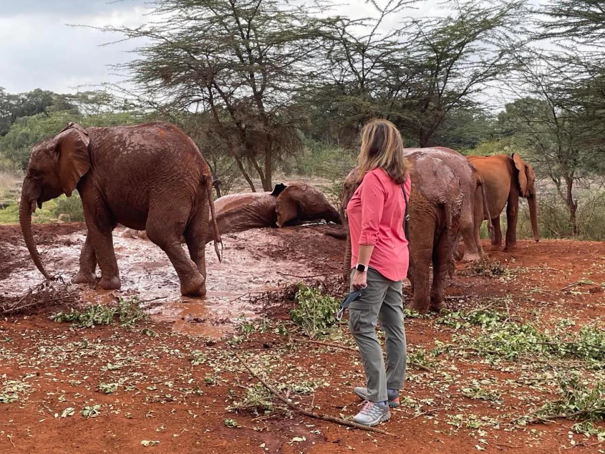 African Elephants Inspire Awe, Not Exploitation.