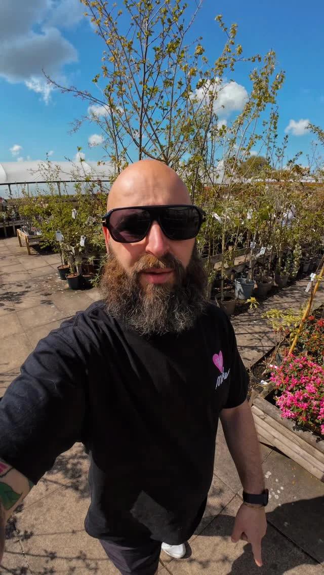 New Hawthorn and Birch Trees Elevate Garden Border