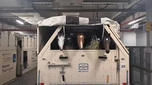 Even Horses Evacuated as Qatar Airspace Closes