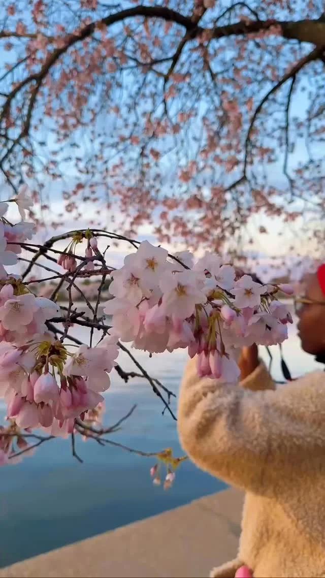 DC's Cherry Blossoms Offer Japan‑Free Spring Delight