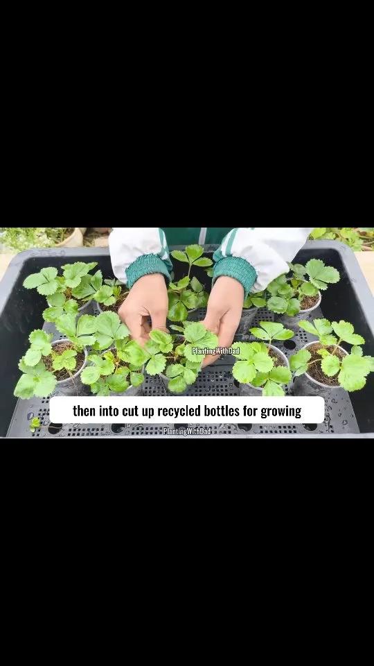 Plant Whole Strawberries Directly—Watch Unexpected Growth!