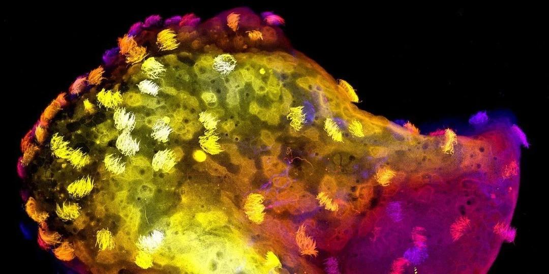 Engineers Build Self‑Wiring Neurobots From Living Cells