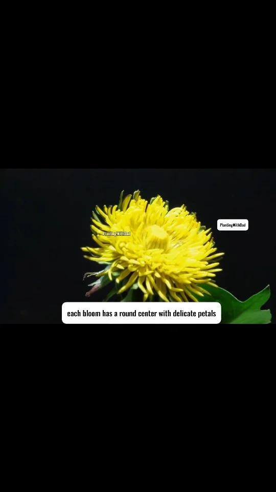 Roadside Dandelion Thrives when Repotted at Home