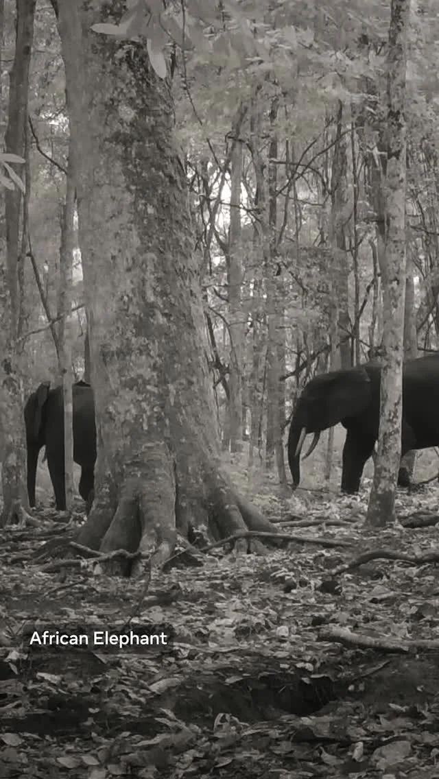 SAM 3 Powers Precise Wildlife Tracking to Prevent Extinction