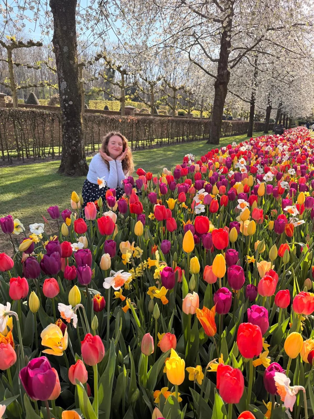 Tulip Wonder Never Fades: Fourth Dutch Visit