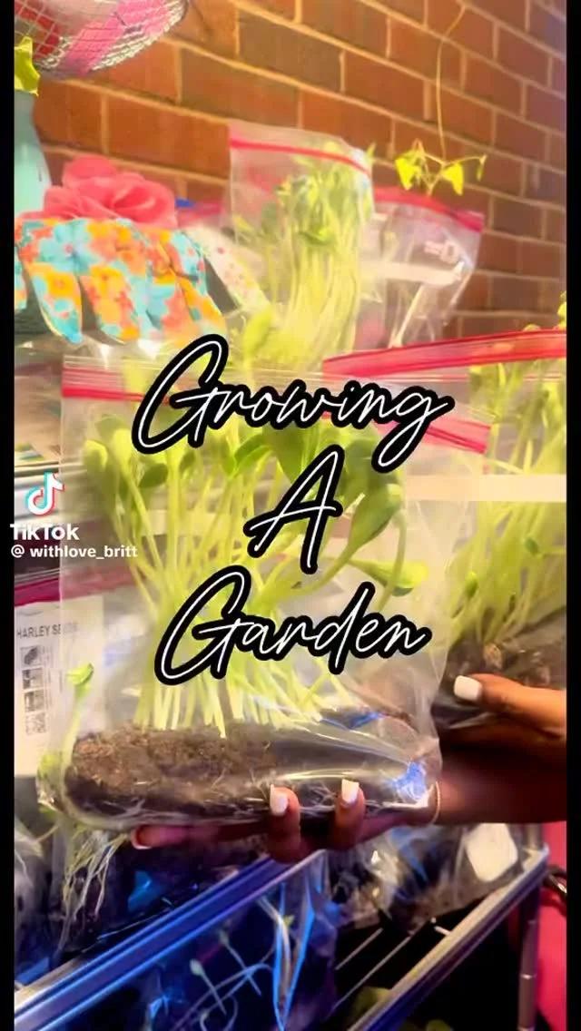 Start Seedlings Cheap: Dollar Store Seeds and Bags
