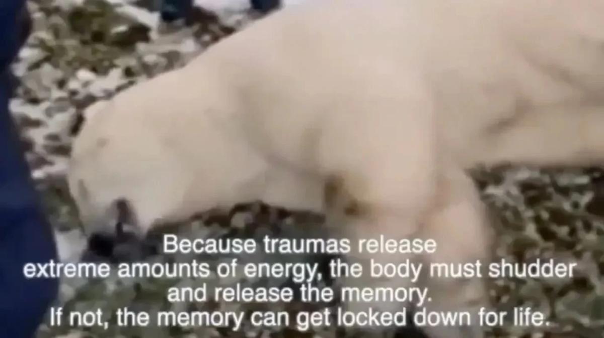 Tremoring Mirrors Survival-Loaded Fascial Chain Sequence