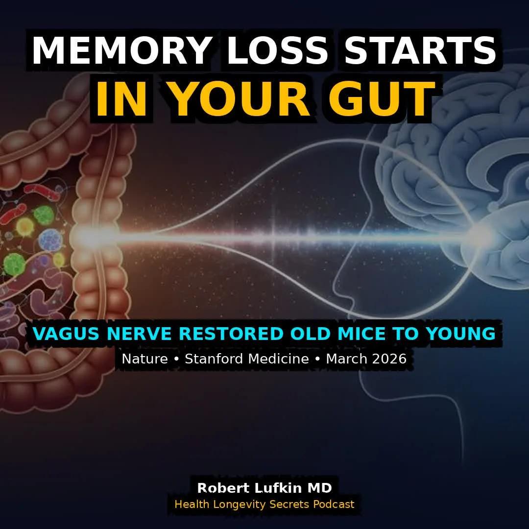 Gut Bacteria Shift Triggers Age‑Related Memory Decline