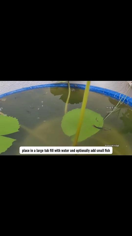 Drill a Hole, Watch Lotus Seed Sprout Instantly