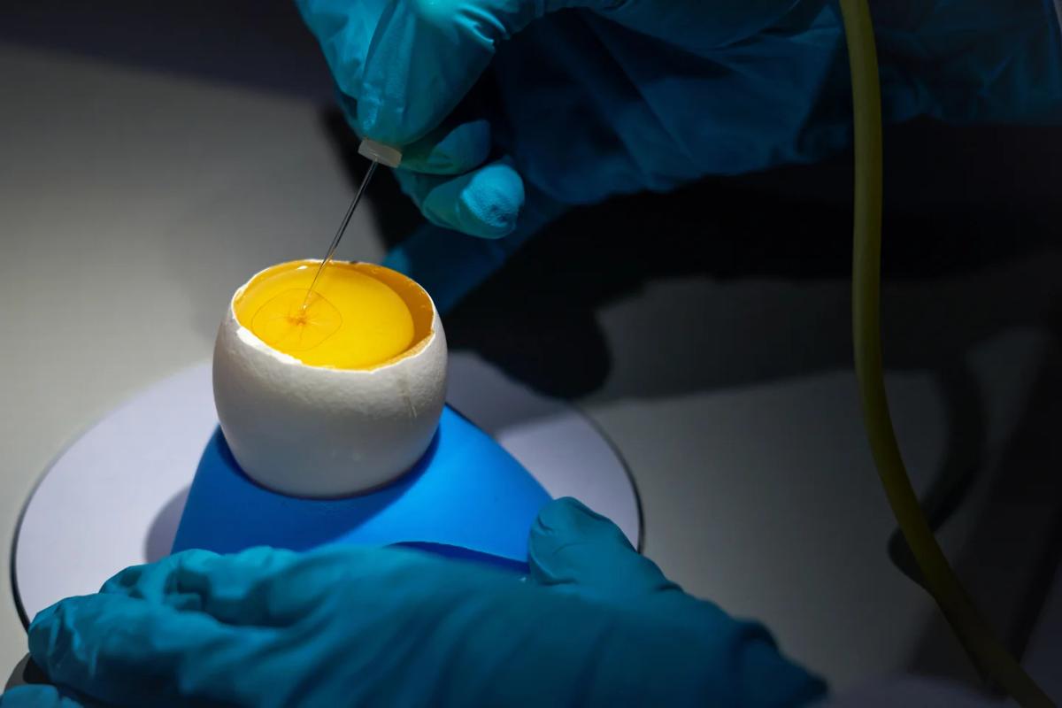 Eggs as Cheap, Scalable Factories for New Medicines