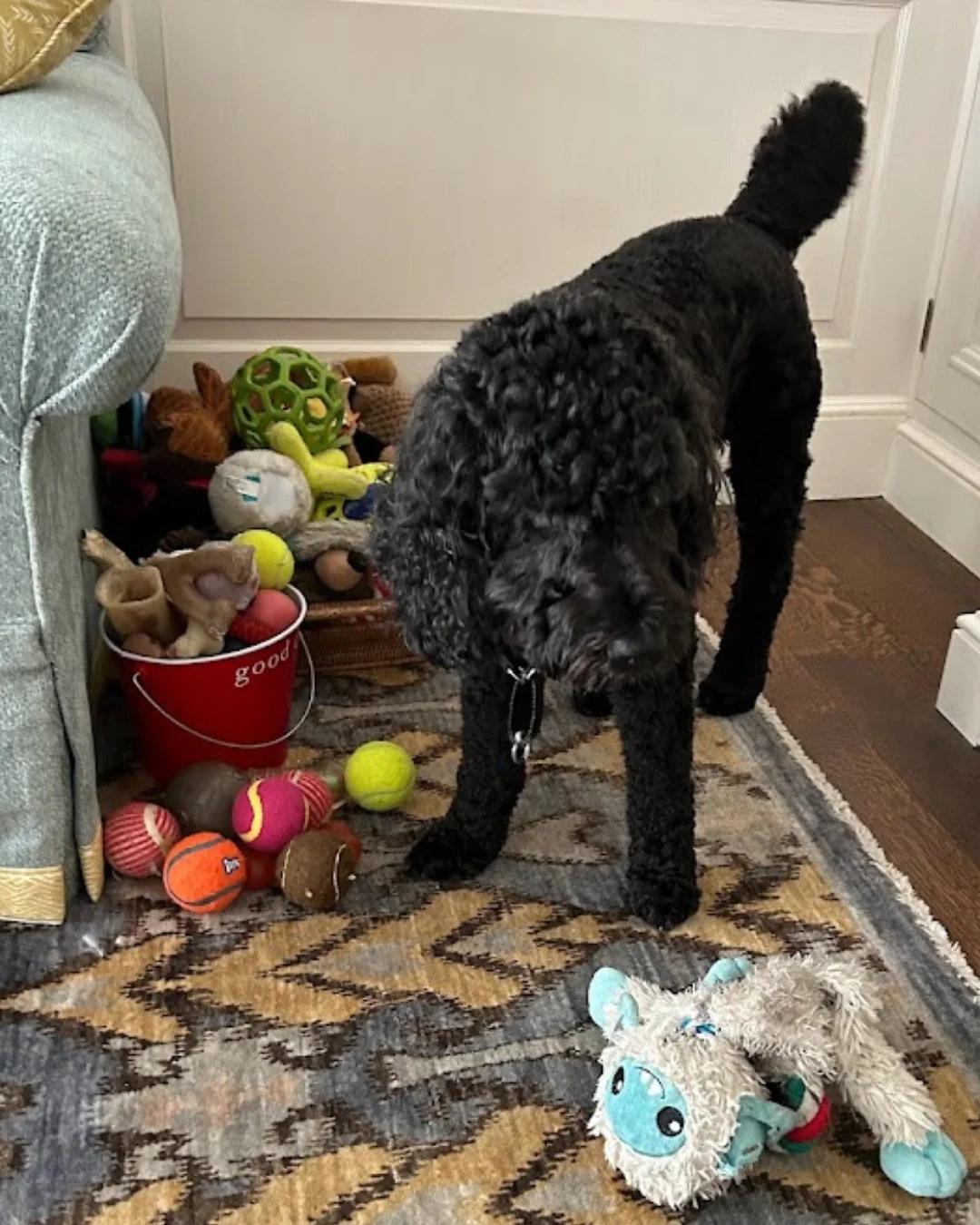 Enjoyable Clutter: Dog Toys & Declutter Scavenger Hunt