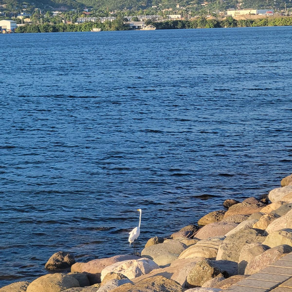 Finally Back: Strolling the Palisadoes After Three Weeks