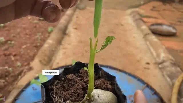Graft Tomatoes and Potatoes Onto One Plant