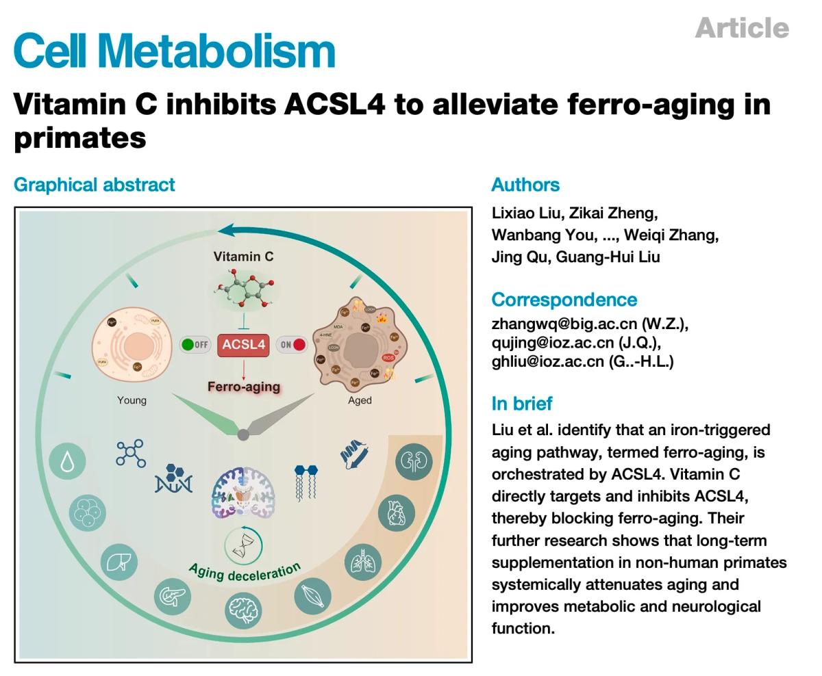 Vitamin C May Halt Aging for Just Cents Daily
