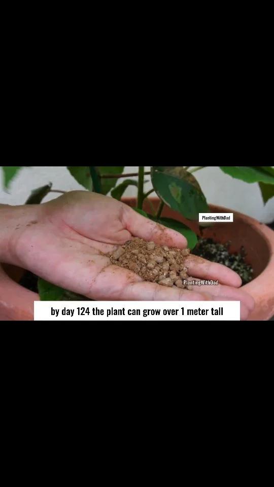 Start Kiwi Seeds Indoors, Not Directly Outdoors