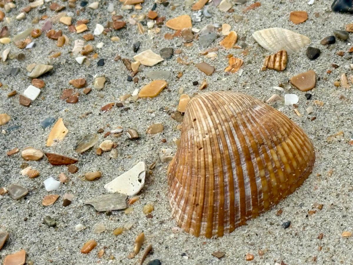 Ocracoke Ranks Among America’s Best Shelling Beaches