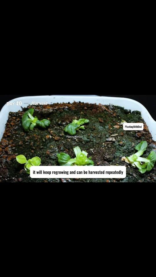Bok Choy Roots Revive: Regrow Leaves in Water
