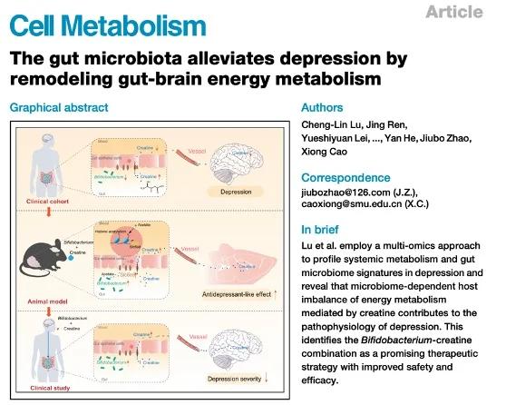 Creatine Plus Probiotic Eases Depression via Gut‑brain Energy Boost