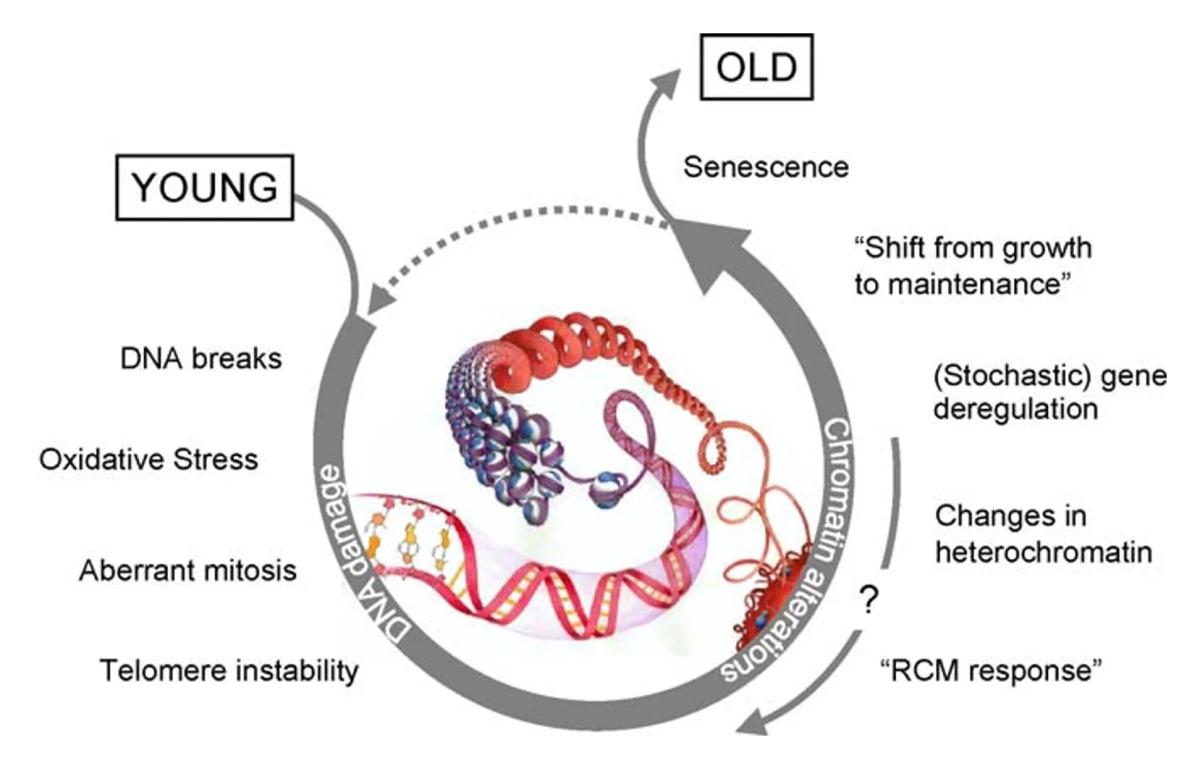 Epigenetic Reset: Once Mocked,