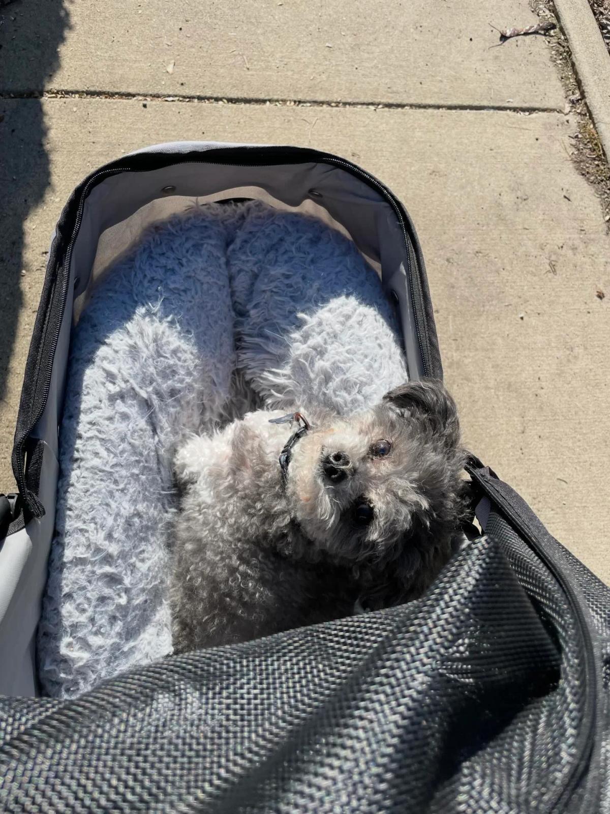 Strolling 15‑Year‑Old Dog with Arthritis Brings Joy