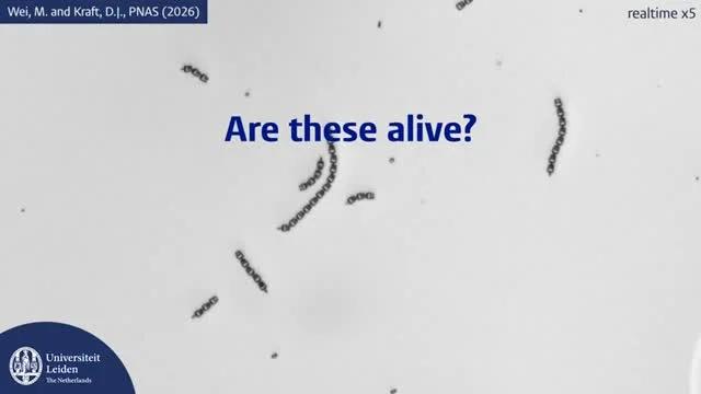 Motorless Microscopic Robot Swims and Navigates via Physics