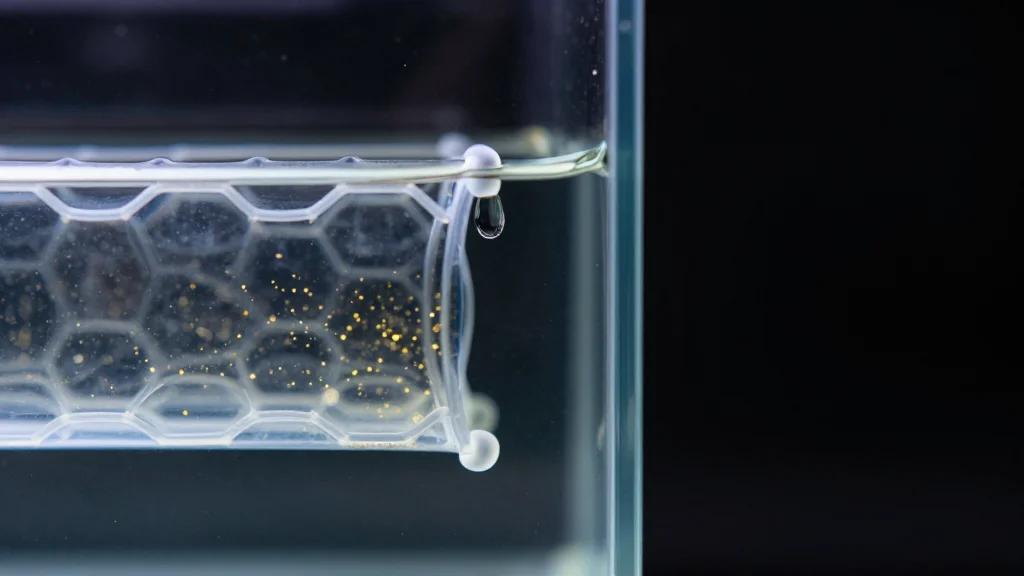 Graphene 'Nano-Aquariums' Capture Atomic-Resolution Videos of Gold Atoms in Solvents