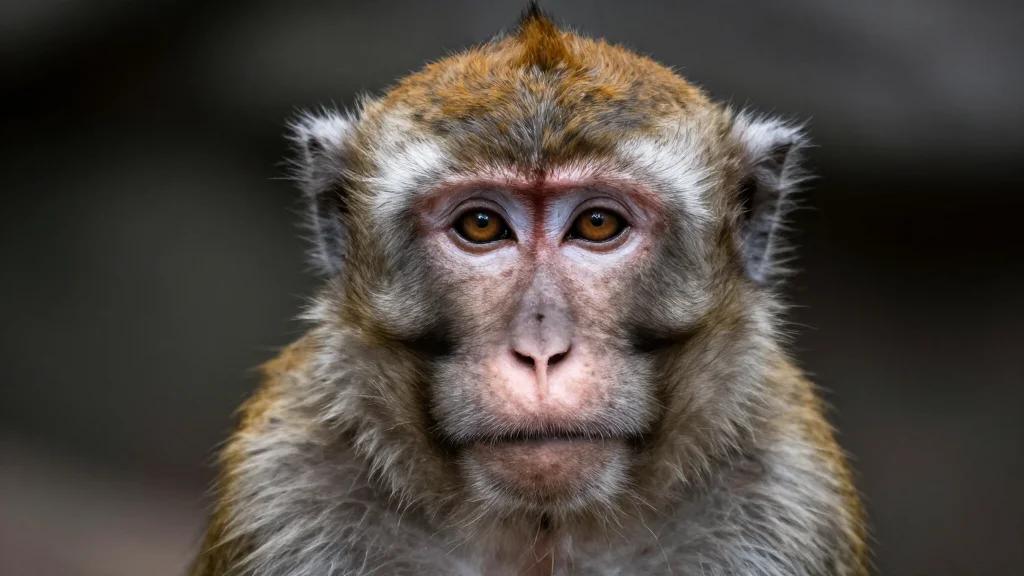 Switching Neural Code May Solve Ongoing Face-Recognition Debate