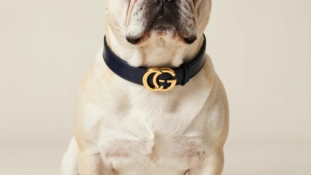 8 Designer Dog Collars For Your Pampered Pooch