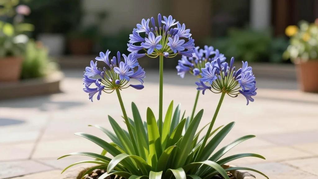 A British Gardener Swears by This Drought-Tolerant Flower that Looks 'Magnificent' In Pots and Borders with Minimal Care