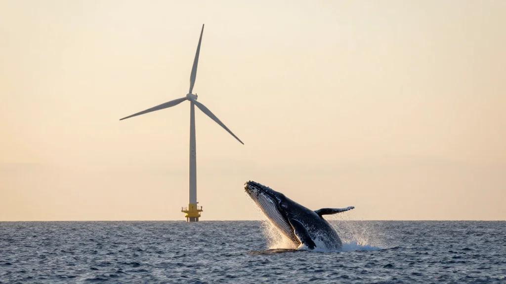 Trump’s Offshore Wind Opposition Was Never Really About the Whales